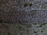 Arthonia stellaris image