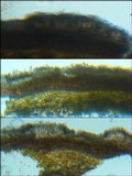 Arthonia elegans image