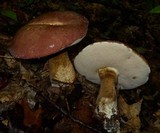 Tylopilus rubrobrunneus image