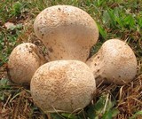 Calvatia craniiformis image