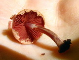 Melanophyllum haematospermum image