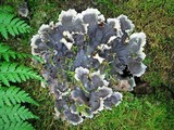 Peltigera praetextata image