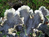 Peltigera praetextata image