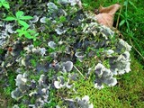 Peltigera praetextata image