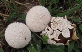 Lycoperdon marginatum image