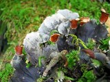 Peltigera praetextata image