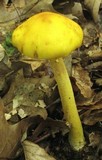 Amanita flavorubens image