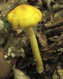 Amanita flavorubens image