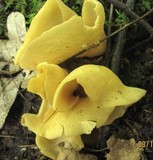 Otidea kauffmanii image