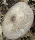 Entoloma violaceum image