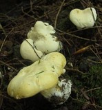 Hydnum repandum var. albidum image