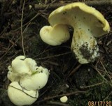 Hydnum repandum var. albidum image