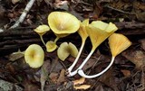 Chrysomphalina strombodes image