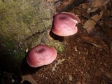 Callistosporium terrigenum image