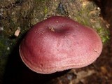 Callistosporium terrigenum image
