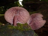 Callistosporium terrigenum image