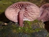 Callistosporium terrigenum image