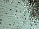 Callistosporium terrigenum image