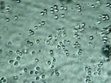 Callistosporium terrigenum image