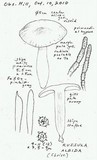 Russula albida image