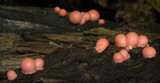 Lycogala epidendrum image