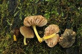 Pluteus romellii image