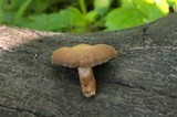 Cortinarius distans image