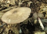 Entoloma violaceum image