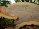 Bondarzewia berkeleyi image