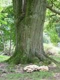 Bondarzewia berkeleyi image