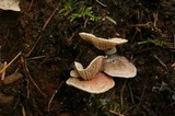 Entoloma byssisedum image