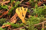 Clavulinopsis corniculata image