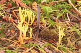 Clavulinopsis corniculata image