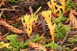 Clavulinopsis corniculata image