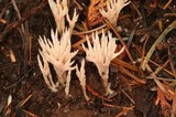 Aphelaria tuberosa image