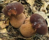 Tylopilus badiceps image