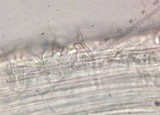 Hemimycena cucullata image