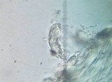 Hemimycena cucullata image