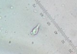 Hemimycena cucullata image