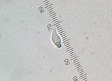 Hemimycena cucullata image