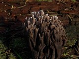 Thelephora palmata image
