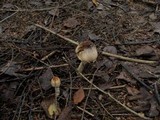 Lepiota clypeolaria image