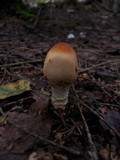 Lepiota clypeolaria image