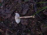 Lepiota clypeolaria image