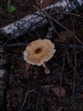 Lepiota clypeolaria image