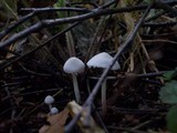 Cystolepiota seminuda image