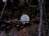 Cystolepiota seminuda image