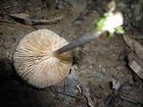 Entoloma violaceum image
