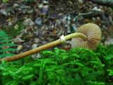 Conocybe rugosa image