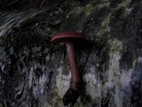 Lactarius camphoratus image
